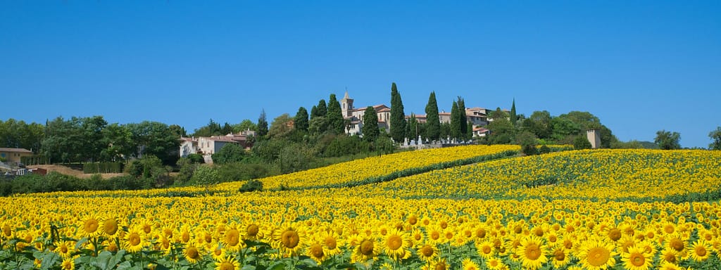 sunflower wedding france