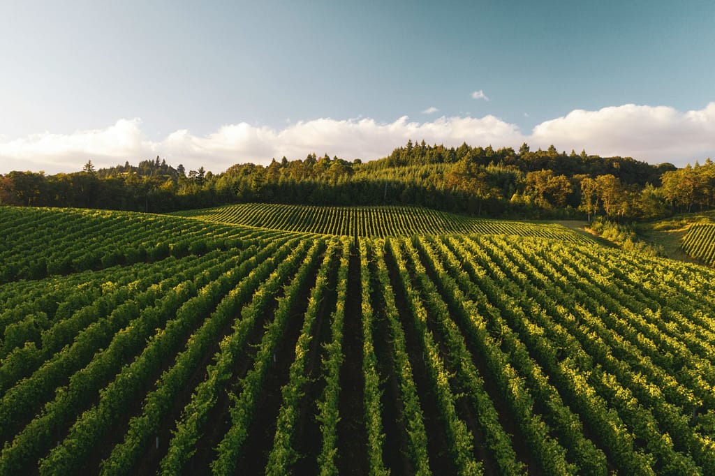bordeaux vineyard wedding