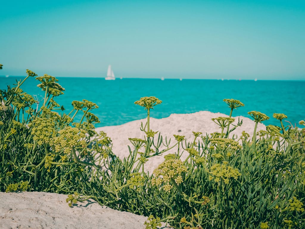 Provence Region