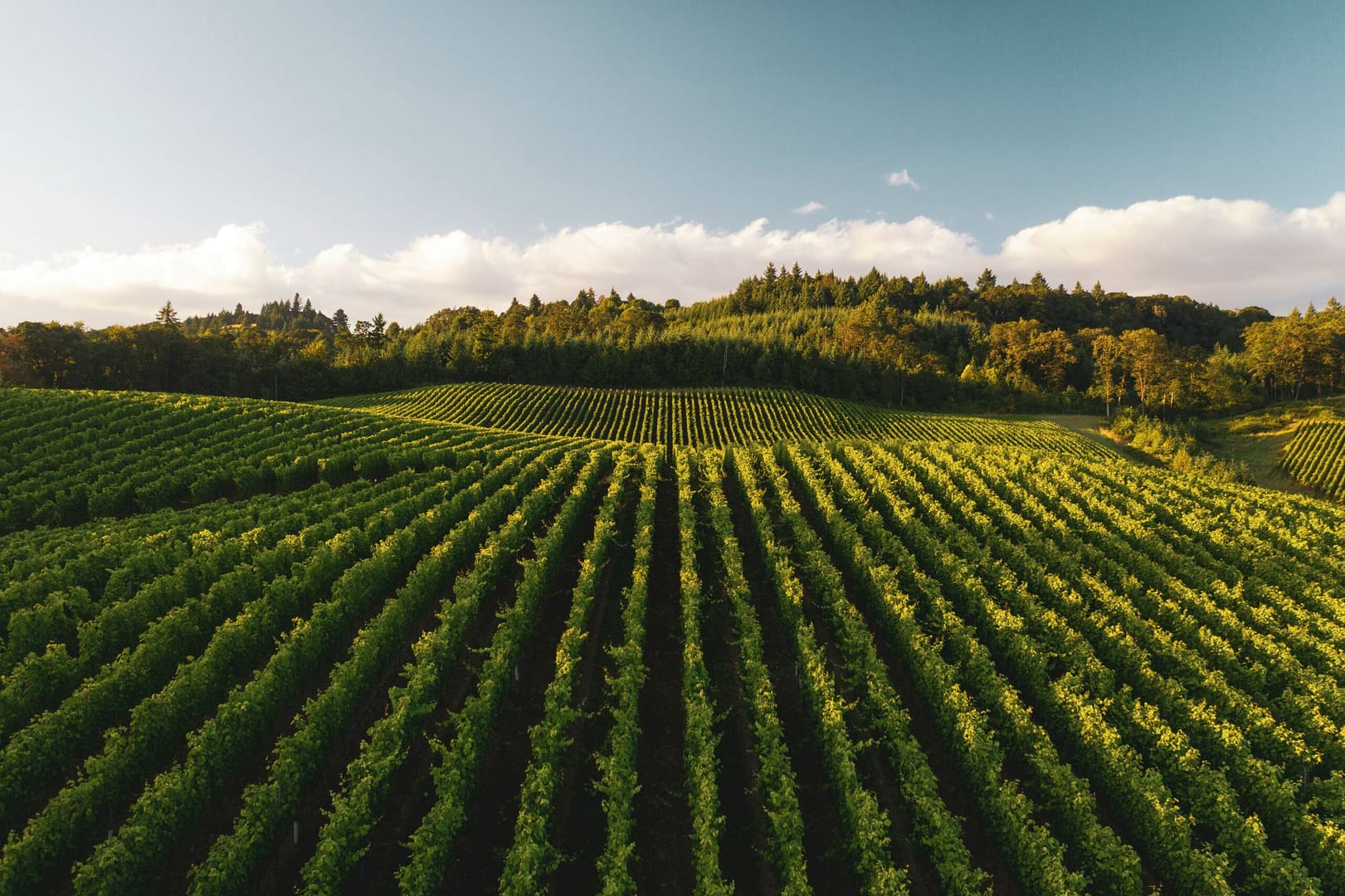bordeaux vineyard wedding