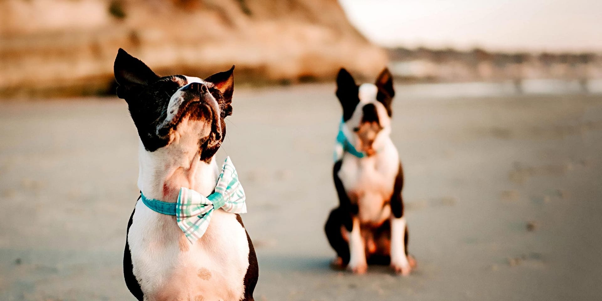 Dog friendly french wedding venues