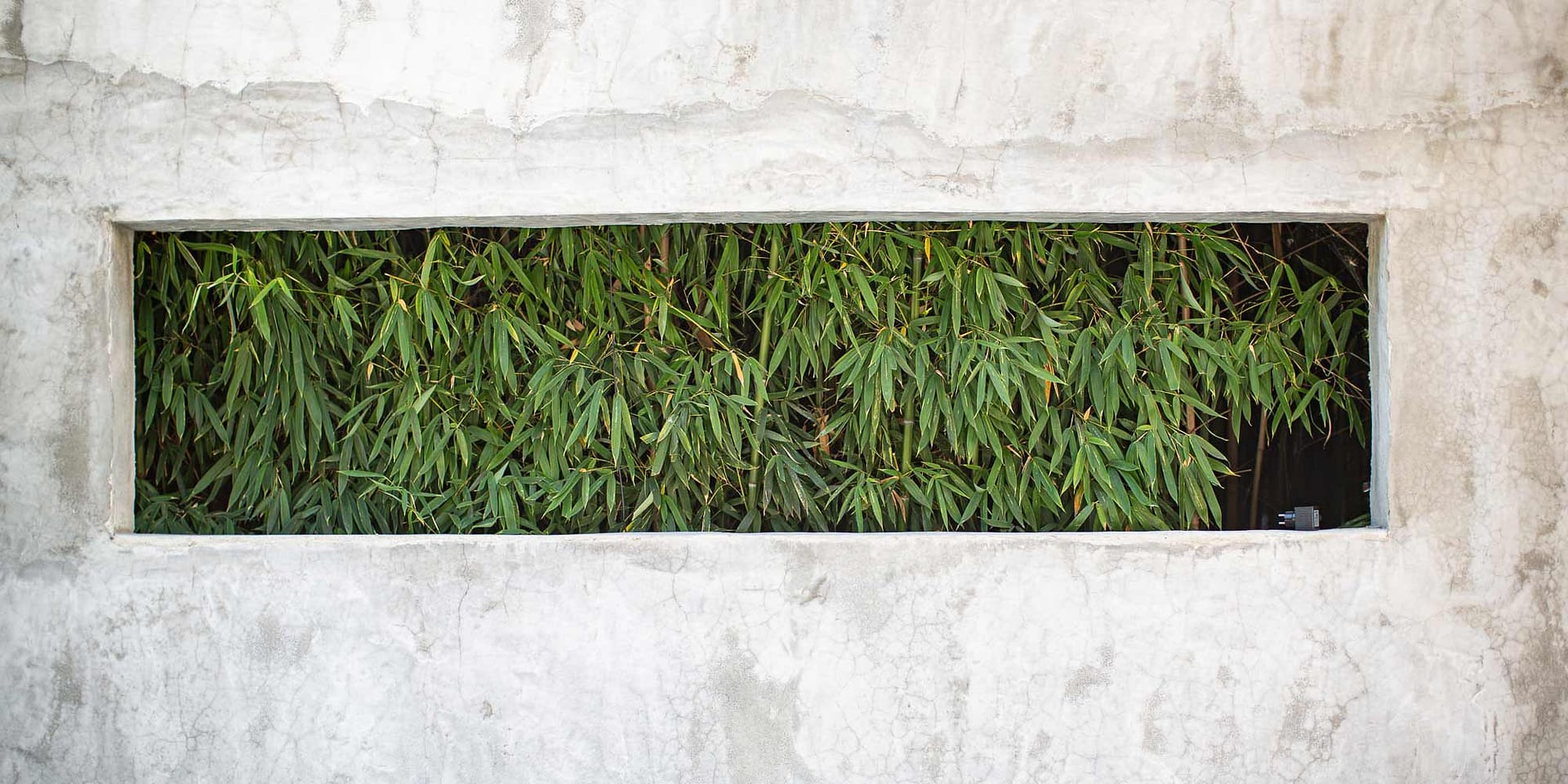bamboo feature