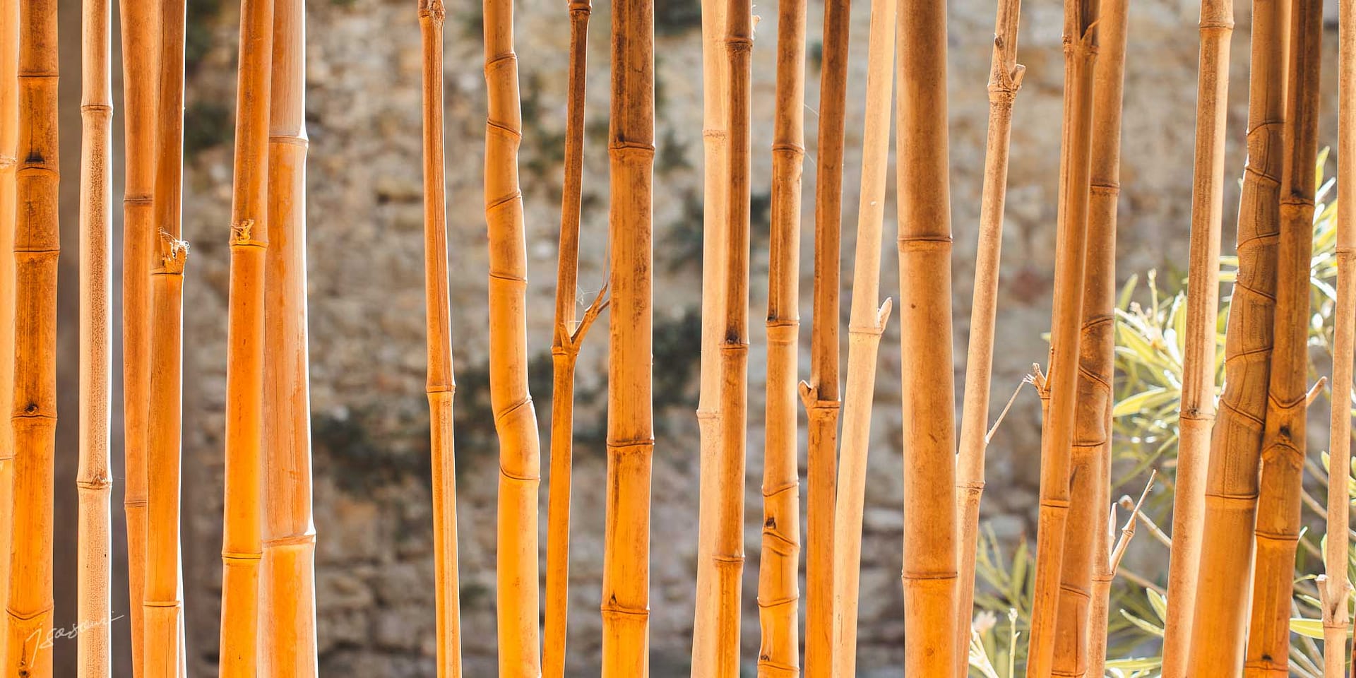 bamboo