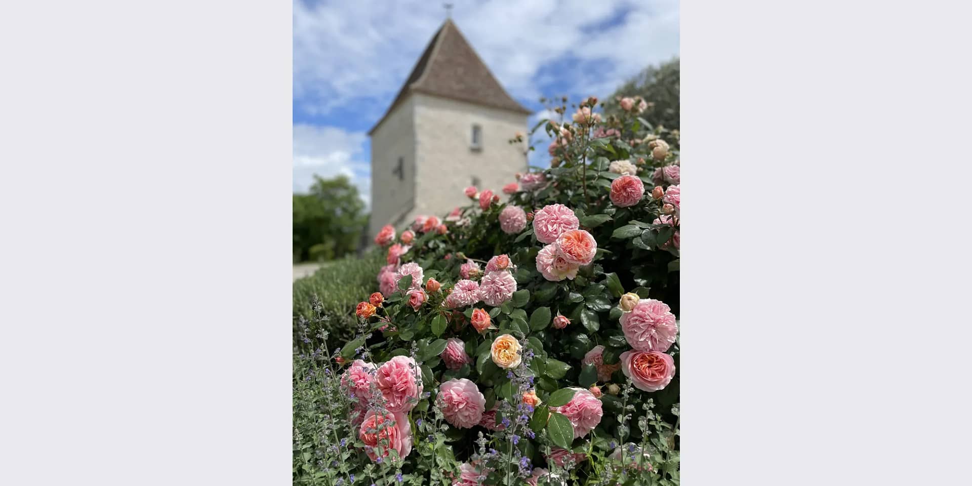 rose gardens wedding france