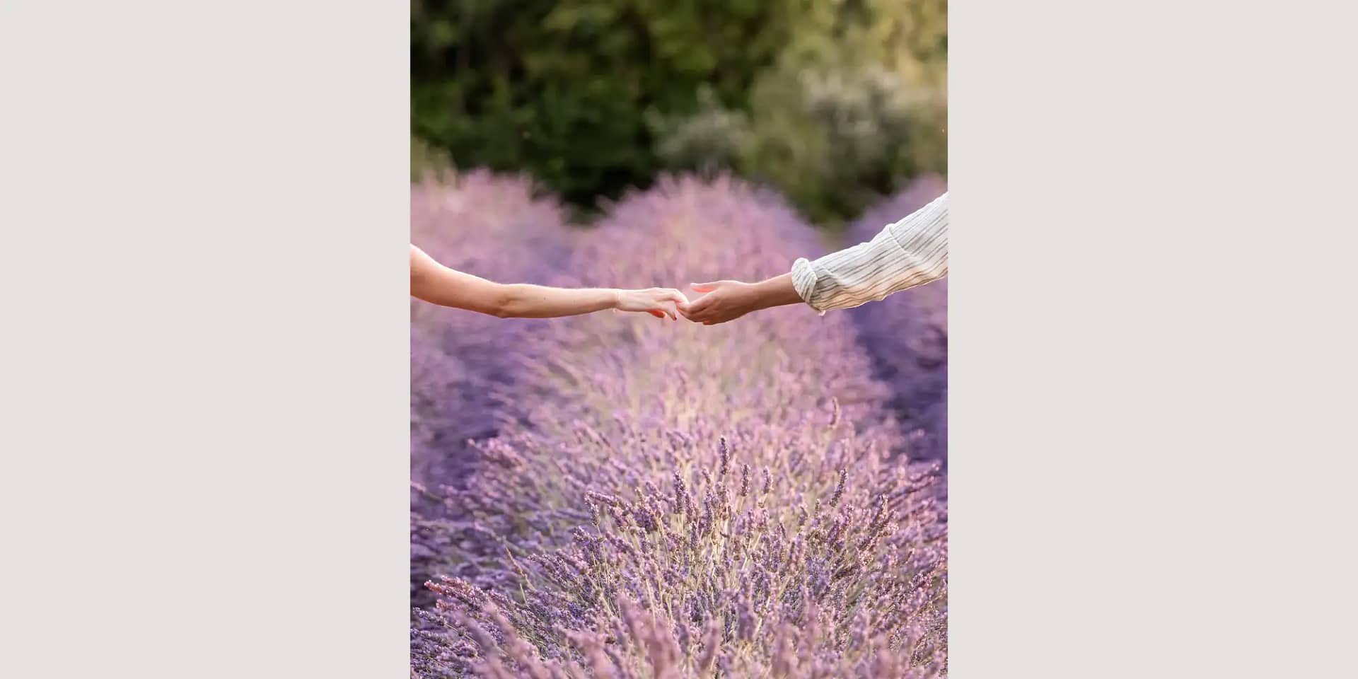 wedding in lavender fields france