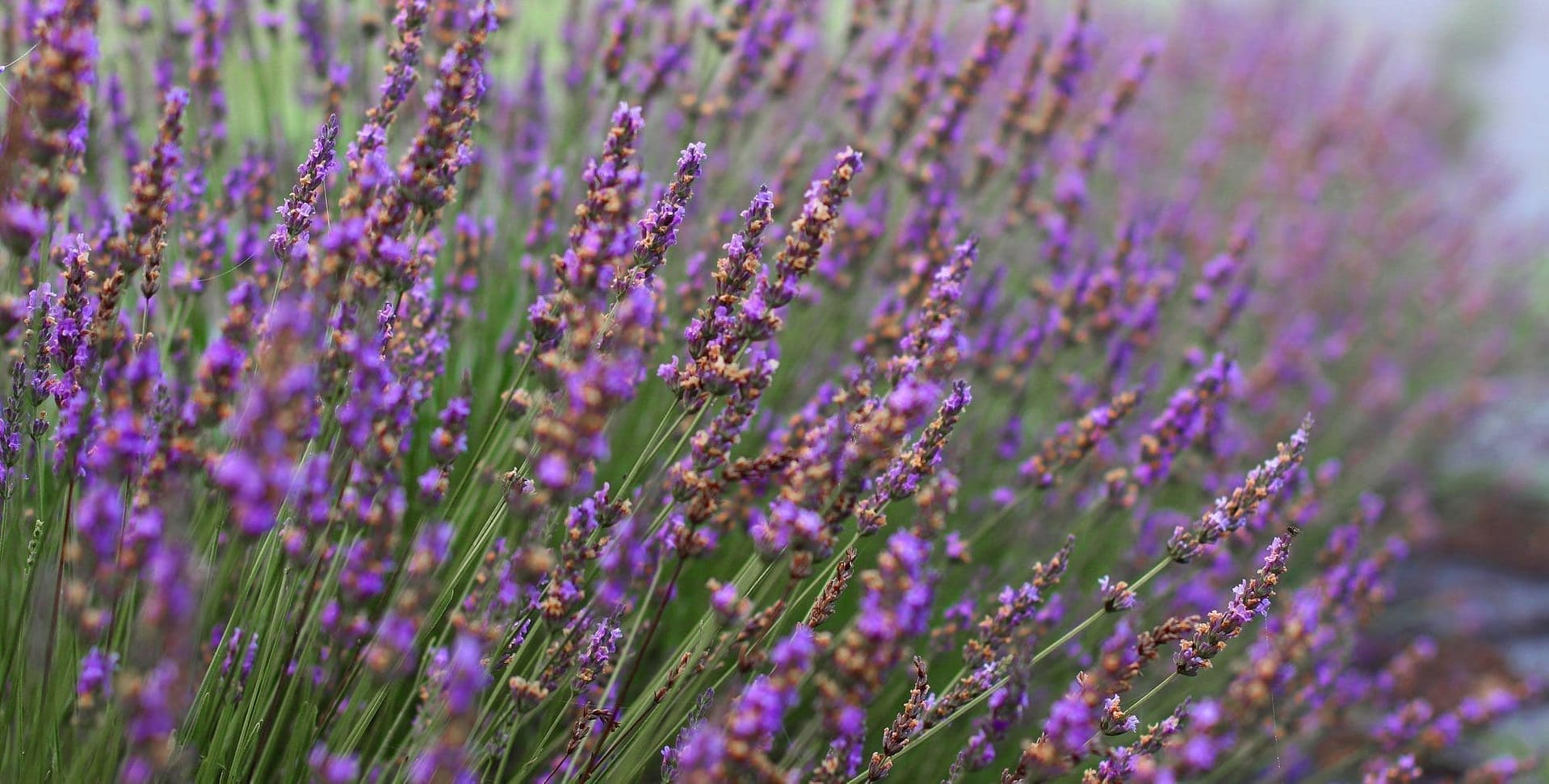 lavender south france