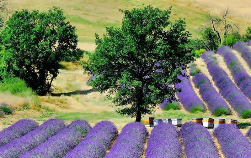 lavender fields france